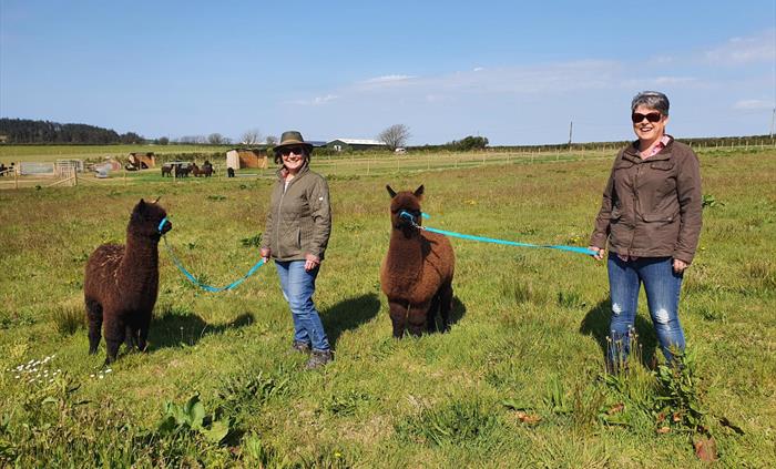 Alpaca Walking at Sweet Home Alpaca